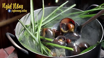 Luộc ốc bươu với sả và nước dừa trên bếp củi