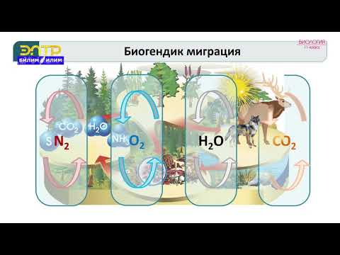 Video: Кайсы биома адамдын иш-аракеттери менен эң көп бузулган?