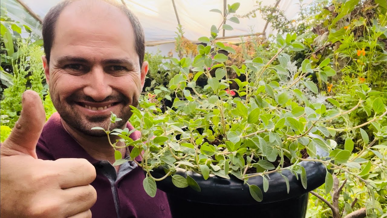 ORÉGANO GRAÚDO O MAIOR QUE JÁ VI