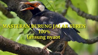 Suara Jalak Suren Full Isian Cocok untuk Masteran