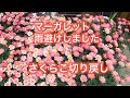 【ペチュニアさくらこの切り戻し】【マーガレット雨避け】雨の日の園芸