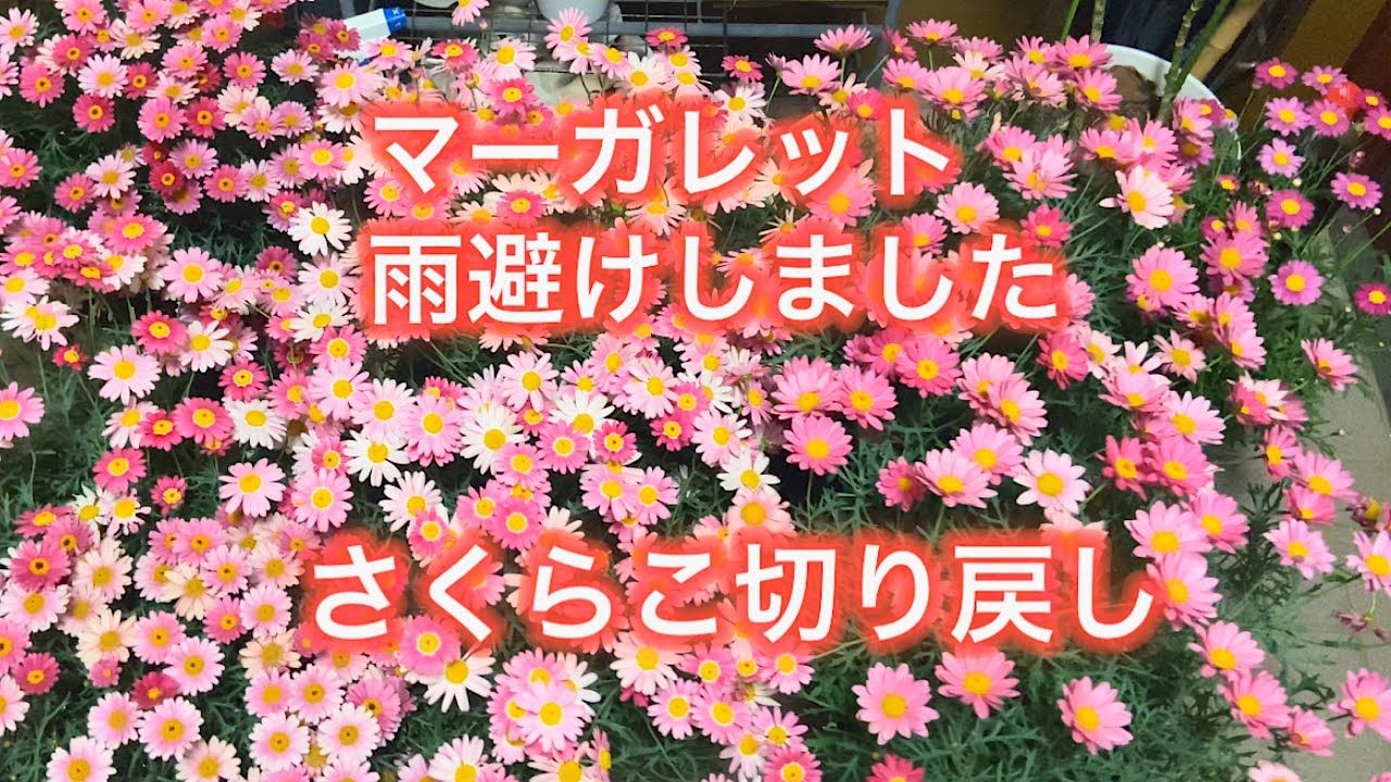 【ペチュニアさくらこの切り戻し】【マーガレット雨避け】雨の日の園芸