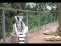 Лемуры в Пражском зоопарке (Lemurs at Prague Zoo)