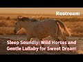 Sleep Soundly: Wild Horses and Gentle Lullaby for Sweet Dream #ellensmile #sleepmusic #lullaby