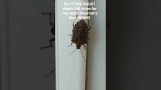 Get rid of Stink Bugs!