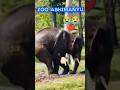 Poor 💔 Abhimanyu 😭 leg injury 🤕. #elephant #abhimanyu #bheema #animals #zoo