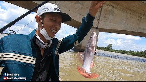 CÂU CÁ LĂNG ĐUÔI ĐỎ BẰNG MỒI TRÙNG KHỔNG LỒ
