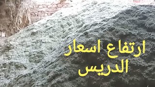 تبن حجازي فرز اول للبيع