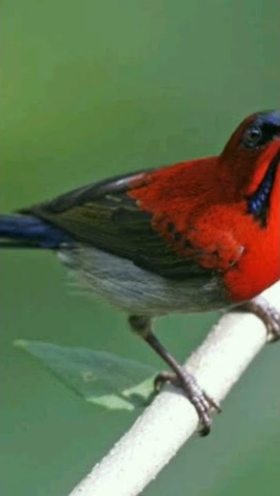 Suara burung kolibri sepah raja || full durasi klik link di bawah ini https://youtu.be/T2alUULsxYM