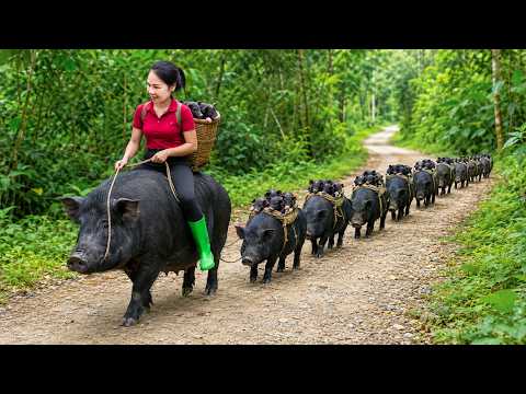 Hunting Giant Black Wild Boar in the deep forest | Training pigs to help transport goods