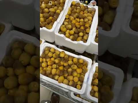 روتانا أفضل تمور المدينه المنورة