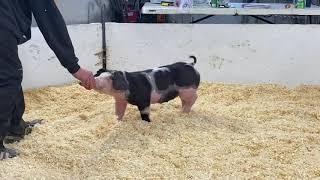 23-3 Spot Gilt
