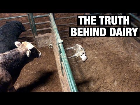 Vegan Sneaks Into a Dairy Auction