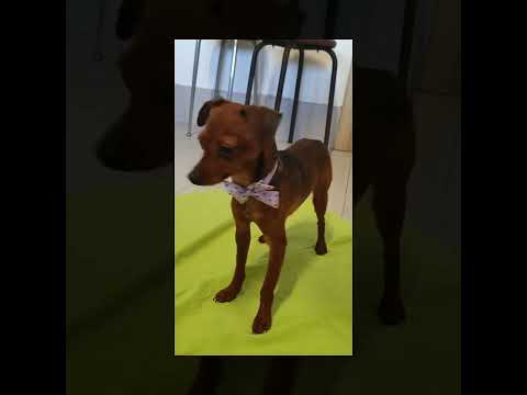 Pinscher cucciolo disponibile