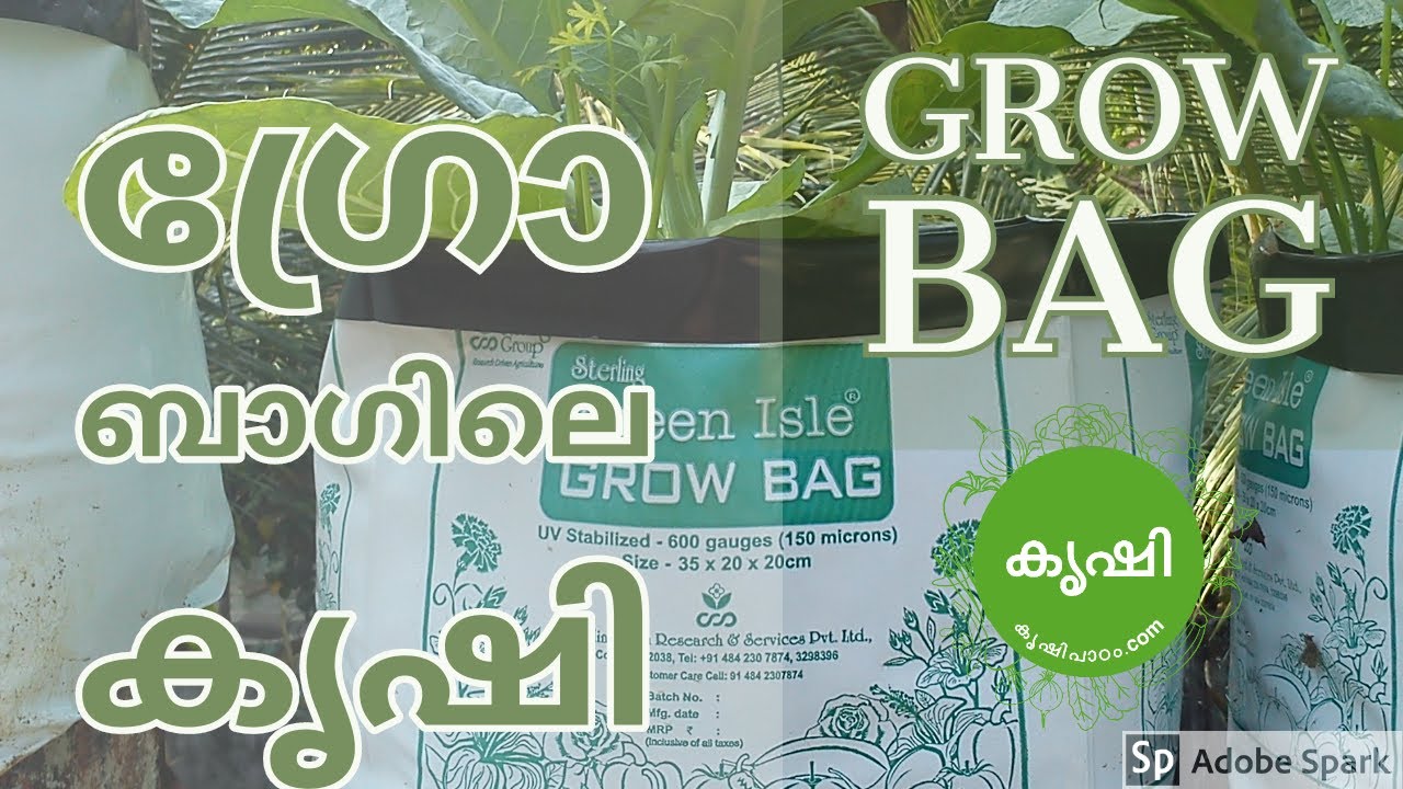 ഗ്രോ ബാഗുകള്‍ Grow bag usages, it's benefits and other details YouTube