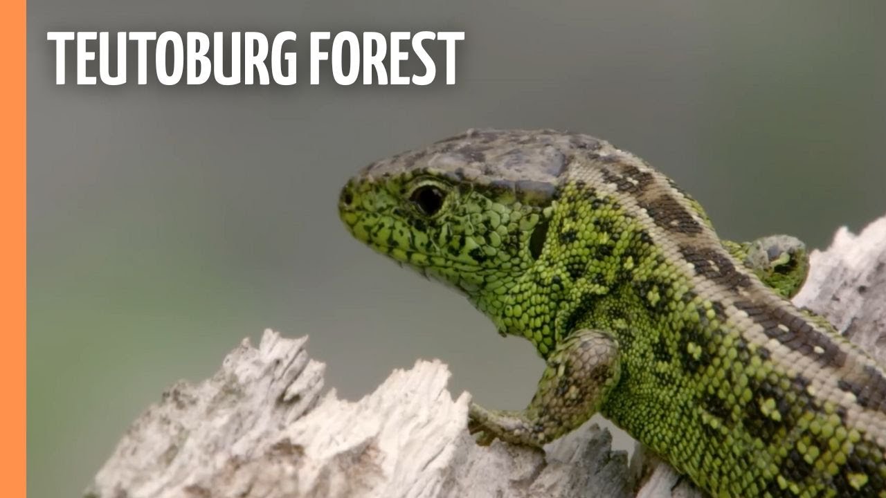 Documentary backdrop image for Teutoburg Forest - A Journey Through Germany's Enchanted Wilderness (2024)