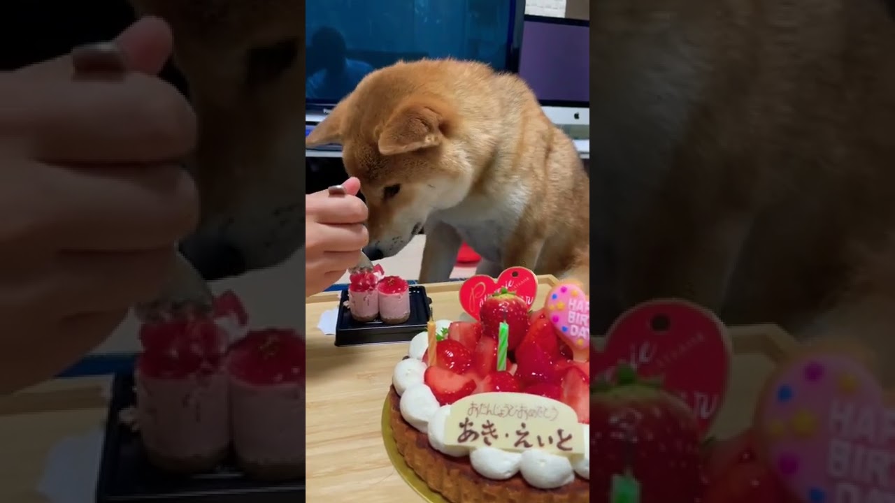 27日28日運命 誕生日会 柴犬 えいと Youtube