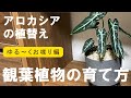 移動が楽チン軽量化！寒い冬は暖かいところに移動！暑い夏は日陰に移動！【アロカシア】植え替え