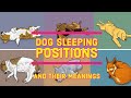 Dog Sleeping Positions And Their Meanings