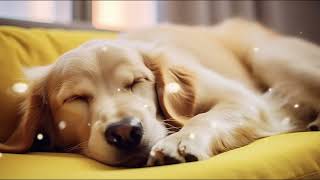 10 HOURS of Dog Calming Music For DogsAnti Separation Anxietystress relief music