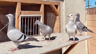 third Time Out All Birds Scattered Settling My Young Racing Pigeons