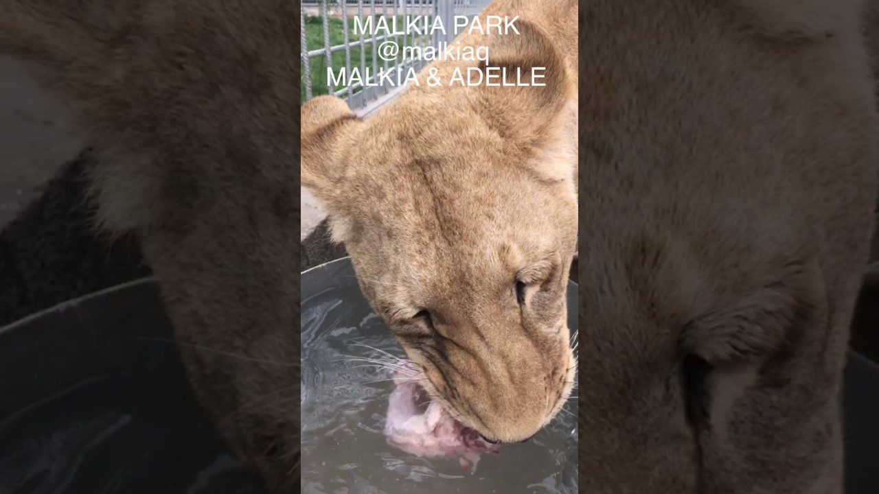 malkia park cena Lioness Adelle is hungry and thirsty at the same time :D