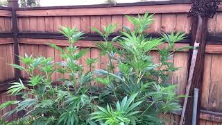 Master Kush and Donnie Burger grow / July 21st