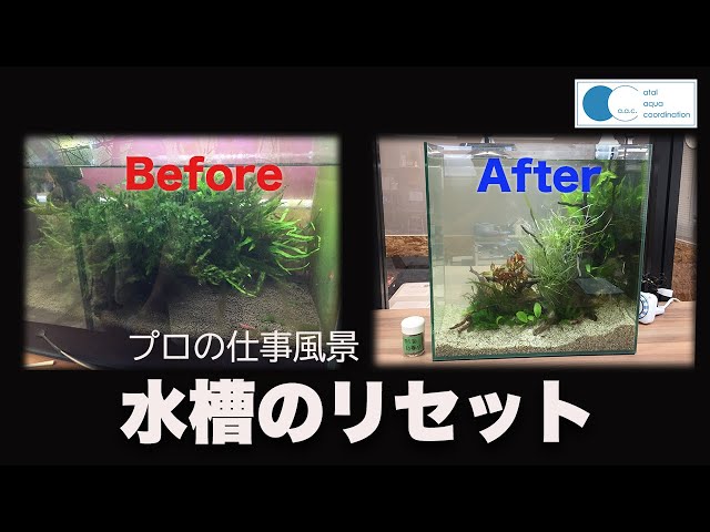 アクアリウム】水槽リセットから立ち上げまで - YouTube
