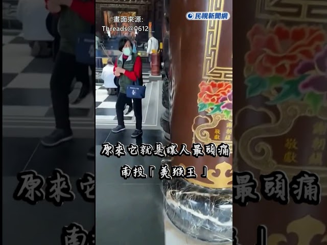 快新聞／它又來了！南投「美猴王」闖松柏嶺受天宮突襲供桌　民眾全程看 香蕉全拿躲柱爽吃