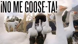 Why I’ll Never Raise Geese ft. Morgan from Gold Shaw Farm