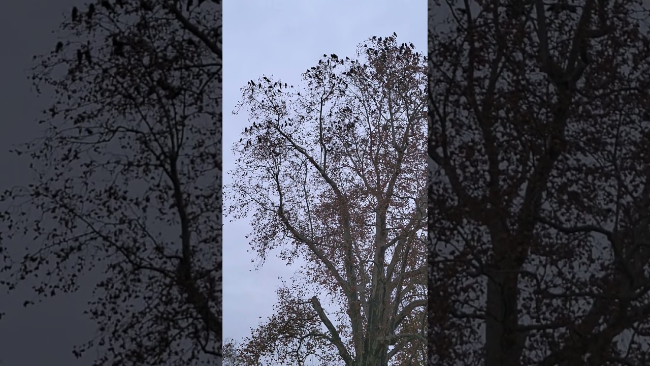 Escaping the Dresden crowds at Br&uuml;hlscher Garten 🏃&zwj;♂️💨🧘