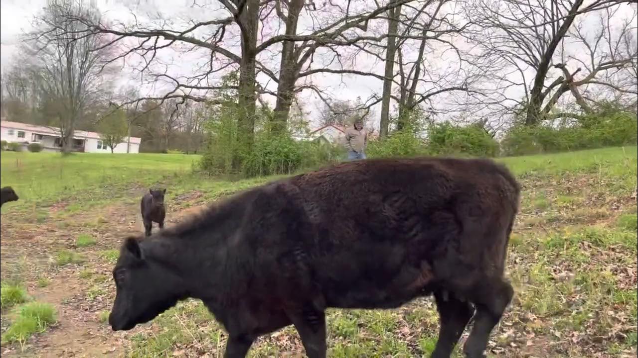 Let’s move Cows and Calves! YouTube