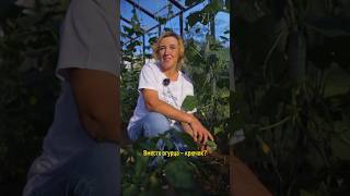 Что не так с огурцами и как исправить? Сохраните!