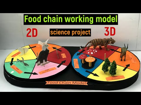 food chain 3d model food chain working model 2d and 3d project food chain 3d model diyas funplay