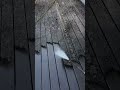 cleaning dirty balcony floor deep clean #cleaning #home
