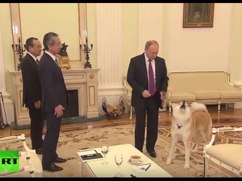 Putin jokes as his Japanese pet barks at Japanese journalists: Yume is no-nonsense dog!