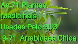 crajiru planta medicinal