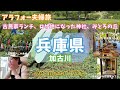 加古川素敵すぎる古民家カフェと映画のロケ地になった神社、2024年4月26日リニューアルオープン！みとろの丘【夫婦でおでかけvlog】
