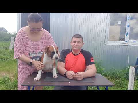 Видео: Набухание яичек у собак