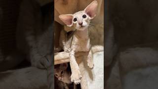 Разговорчивый котёнок Лари  ориентальная короткошёрстная порода кошек  #орики #ориенталы#котята