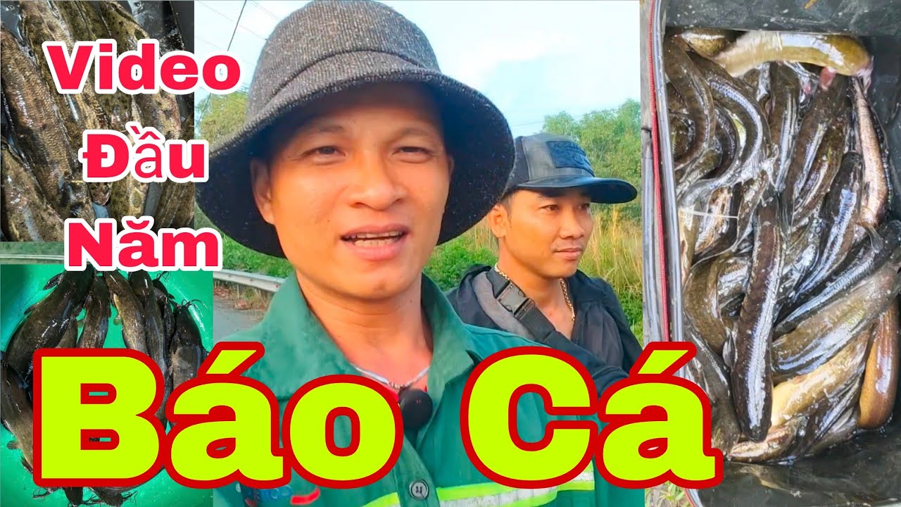 VIDEO ĐẦU NĂM THĂM LỜ TRÚNG CÁ LÓC CÁ TRÊ ĐẬM