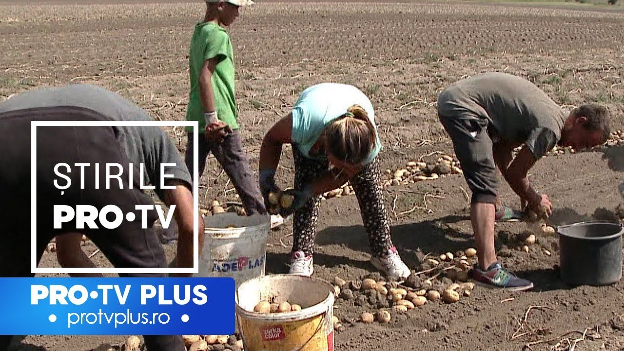 Cartofii şi-au dublat preţul fiindcă femierii nu găsesc muncitori. “Vor 3 mese, ţigări” newspaper mockup