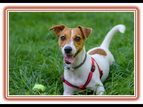 Vídeo: Como Alimentar Um Jack Russell Terrier