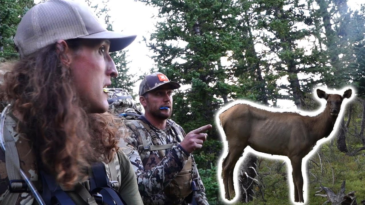 ELK at 5 FEET! Colorado OTC Elk Hunting YouTube