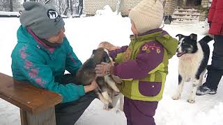 Dog sledding at the Husky Shelter