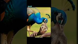Never Believe In Beauty 🥷🦅..... #shorts #selfimprovement #inspiration #trending #viral