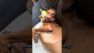 Ahh The Life Of Lord Louis