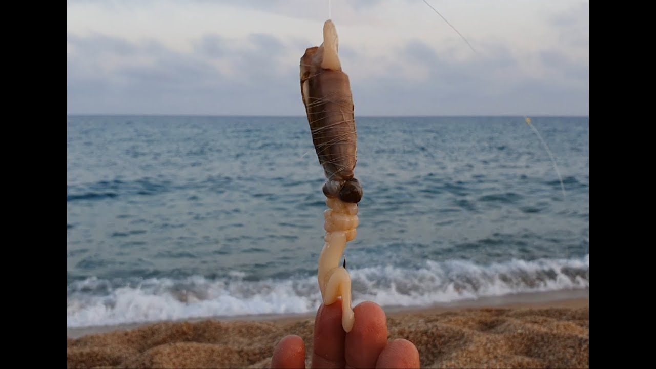 MONTAJE CEBO DURO NAVAJA O MUERGO