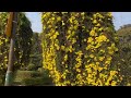 Botanical Garden Bangalore #ihavethisthingwithplants #flowers #nature #youtubevideo  #trend #flowers