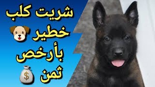 شنو خاصك تعرف قبل متشري أي كلب ؟!🐶 ما يجب معرفته قبل شراء أي كلب ؟!🐶